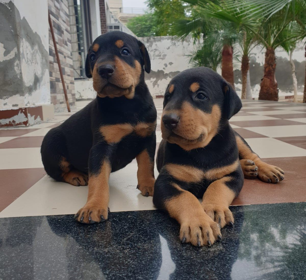 Buy Male Doberman Puppy from Ahmedabad